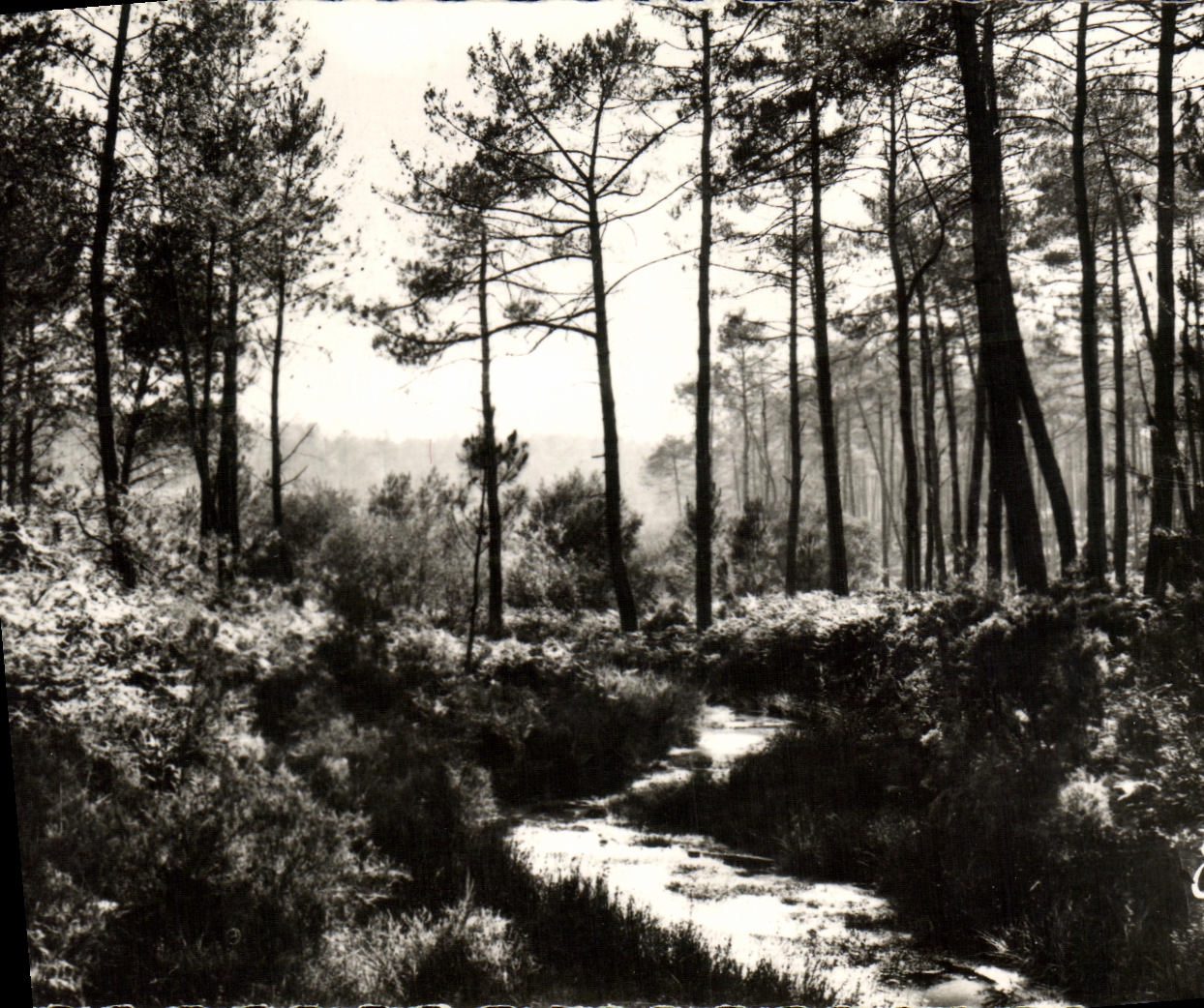 CPM La Lande Le Ruisseau dans la Foret