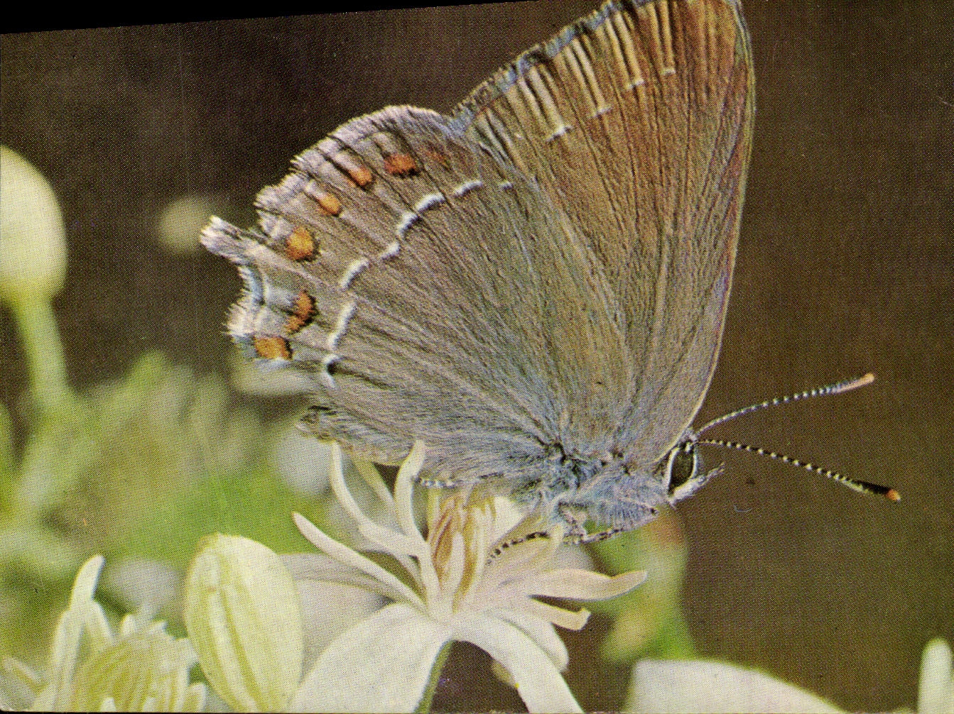 CPM Papillon Strymon Ilicis Petit porte queue de la famille des Lycaenidae