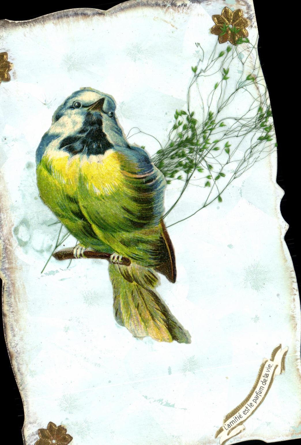 CPA Fantaisie oiseau
