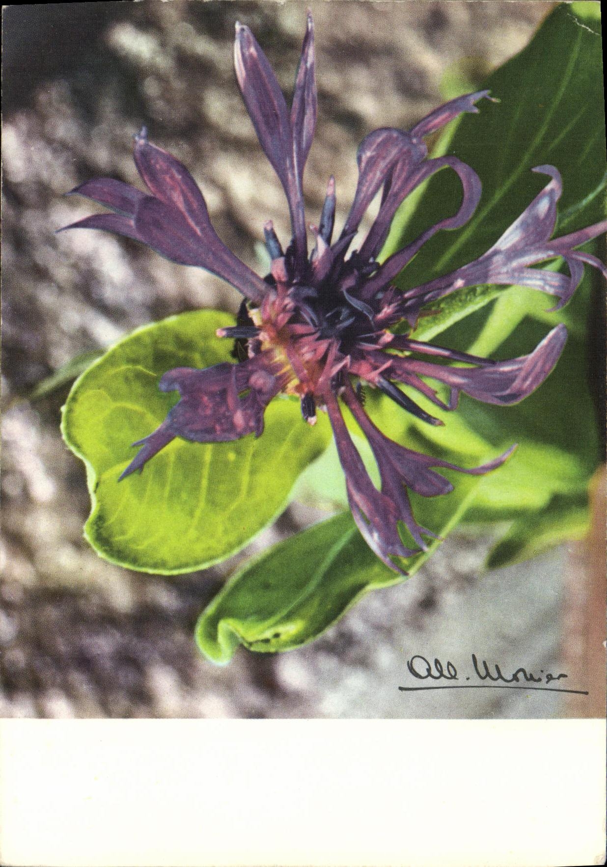 CPM Auvergne La centauree 