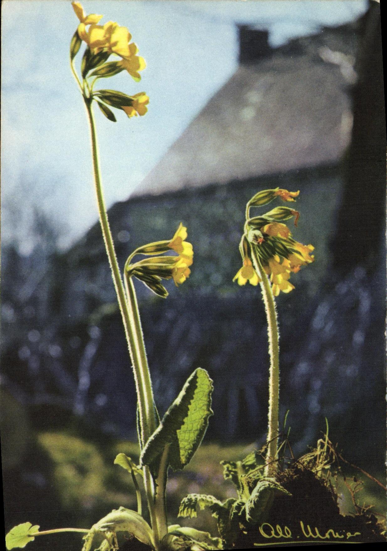 MODERN CARD Auvergne Primulas