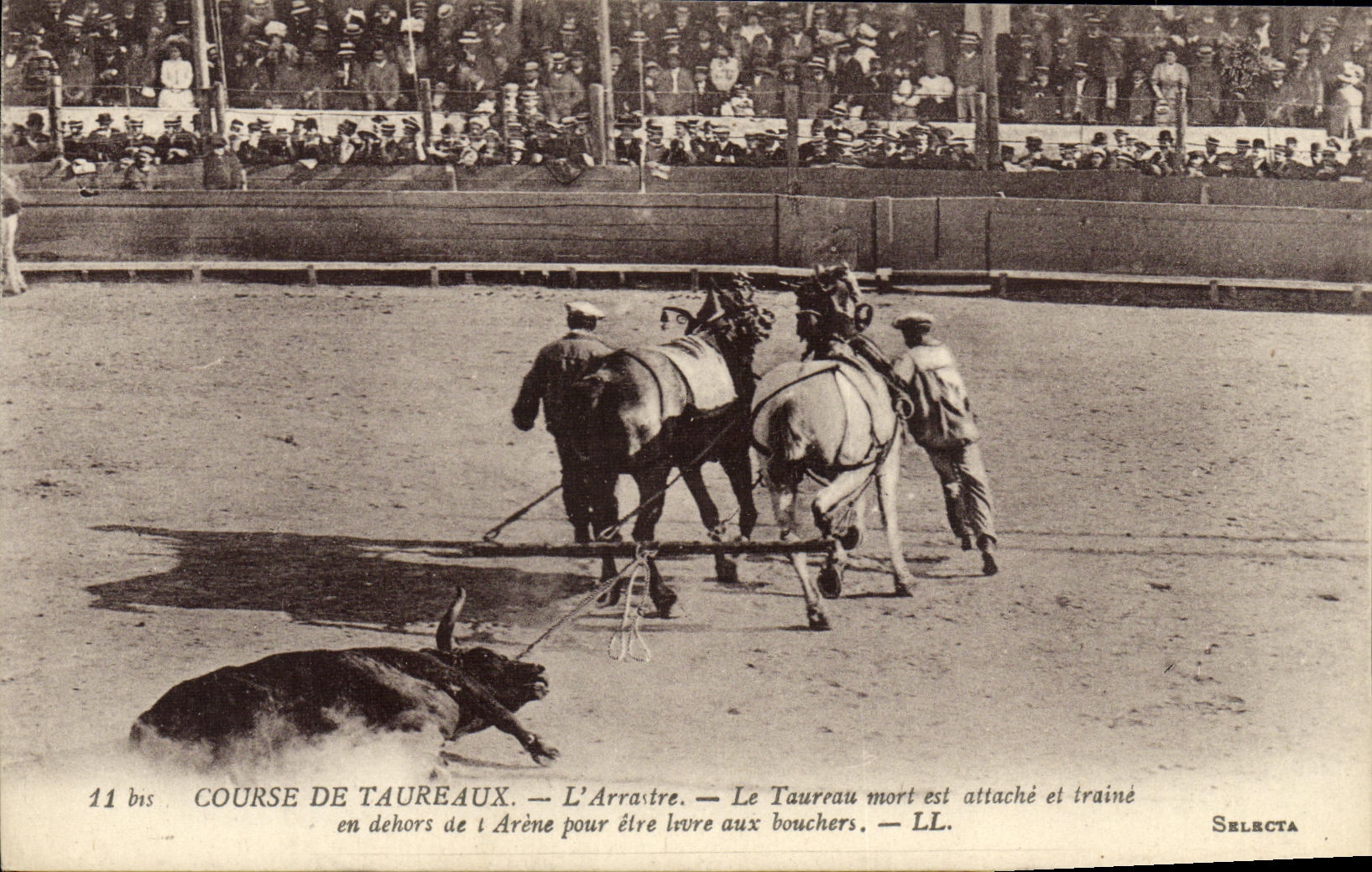 CPA Taureau Corrida L Arrastre Le taureau mort est attache et traine en dehors de l arene pour etre livre aux bouchers 