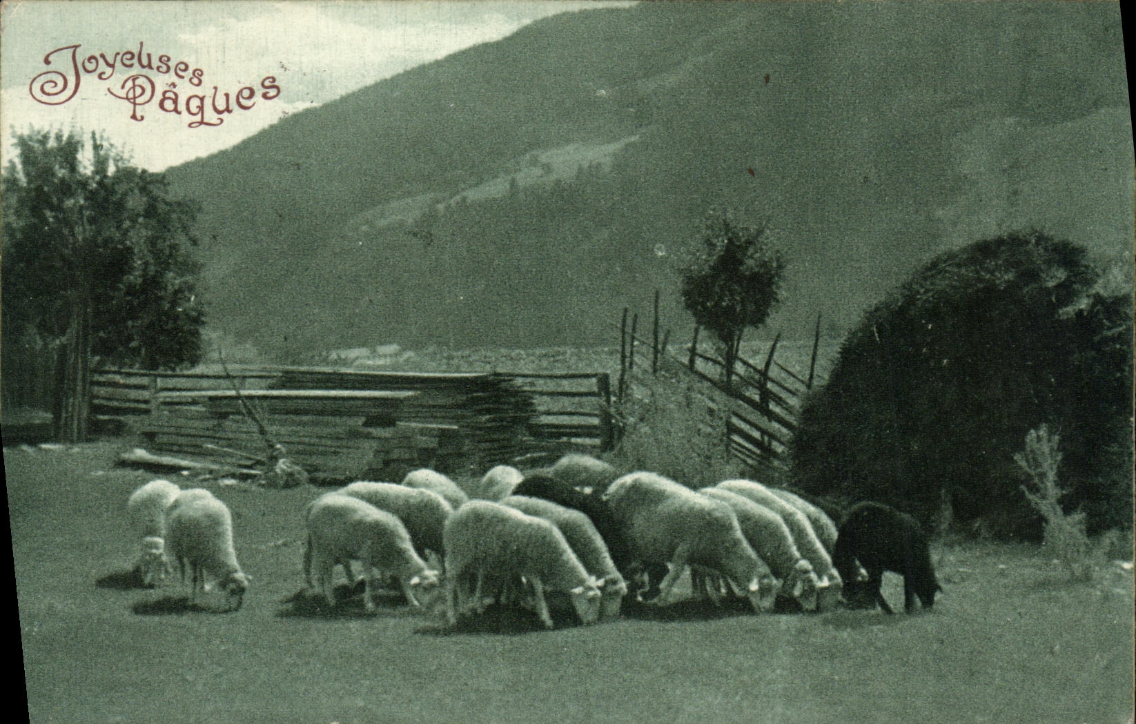 VINTAGE POSTCARD Easter Sheep