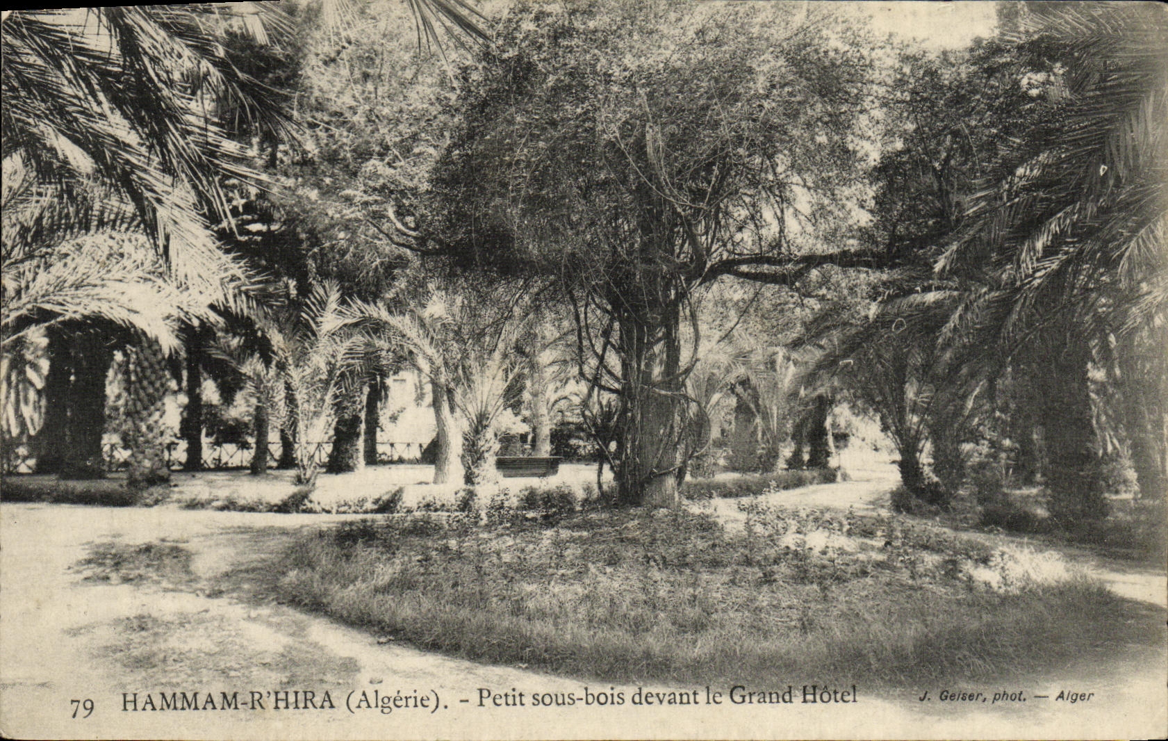 VINTAGE POSTCARD Algeria Hamma R Small Hira under wood in front of the large hotel