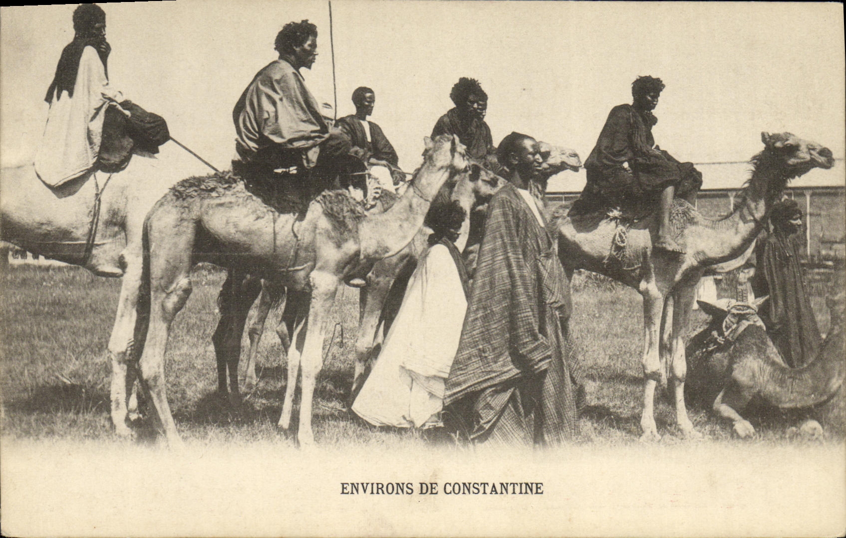 Alrededores de Argelia de la POSTAL de la VENDIMIA de los camellos de Constantina