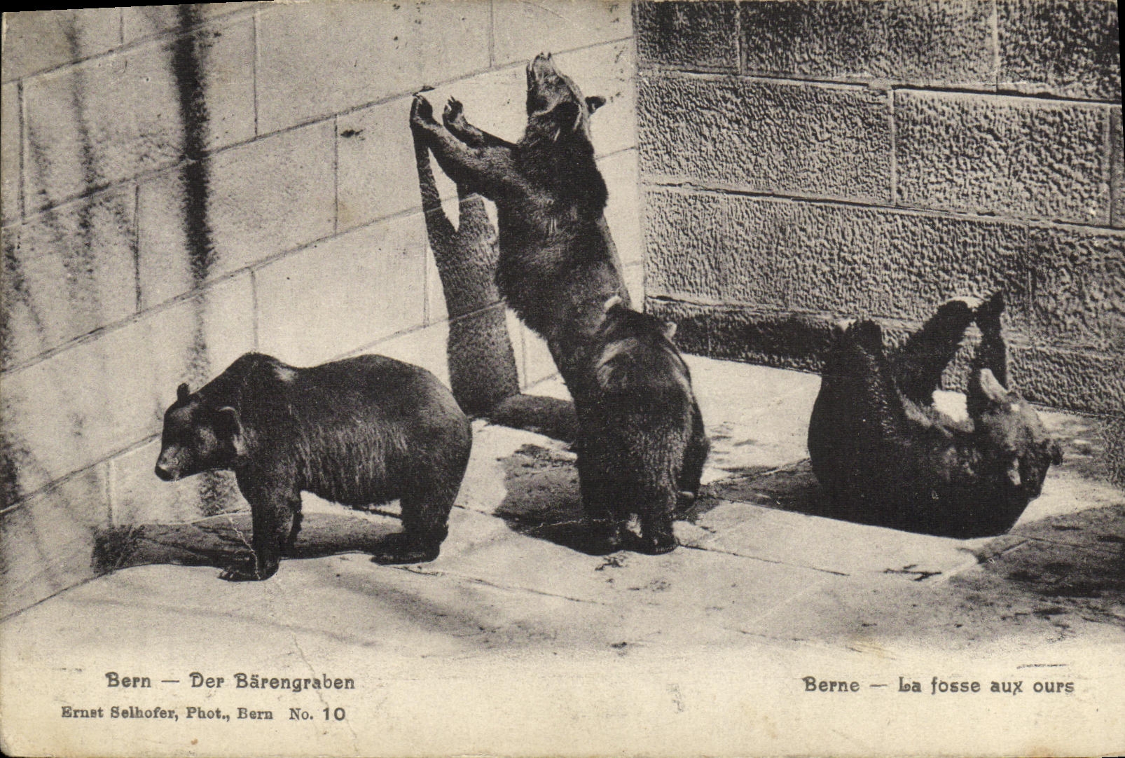 VINTAGE POSTCARD Bern the bear pit