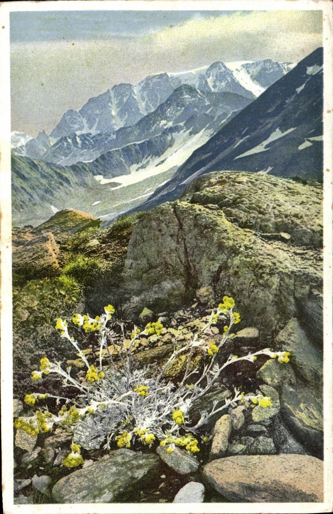 VINTAGE POSTCARD Swiss Artemisia Mutellina Edelraute Walliser Alepn