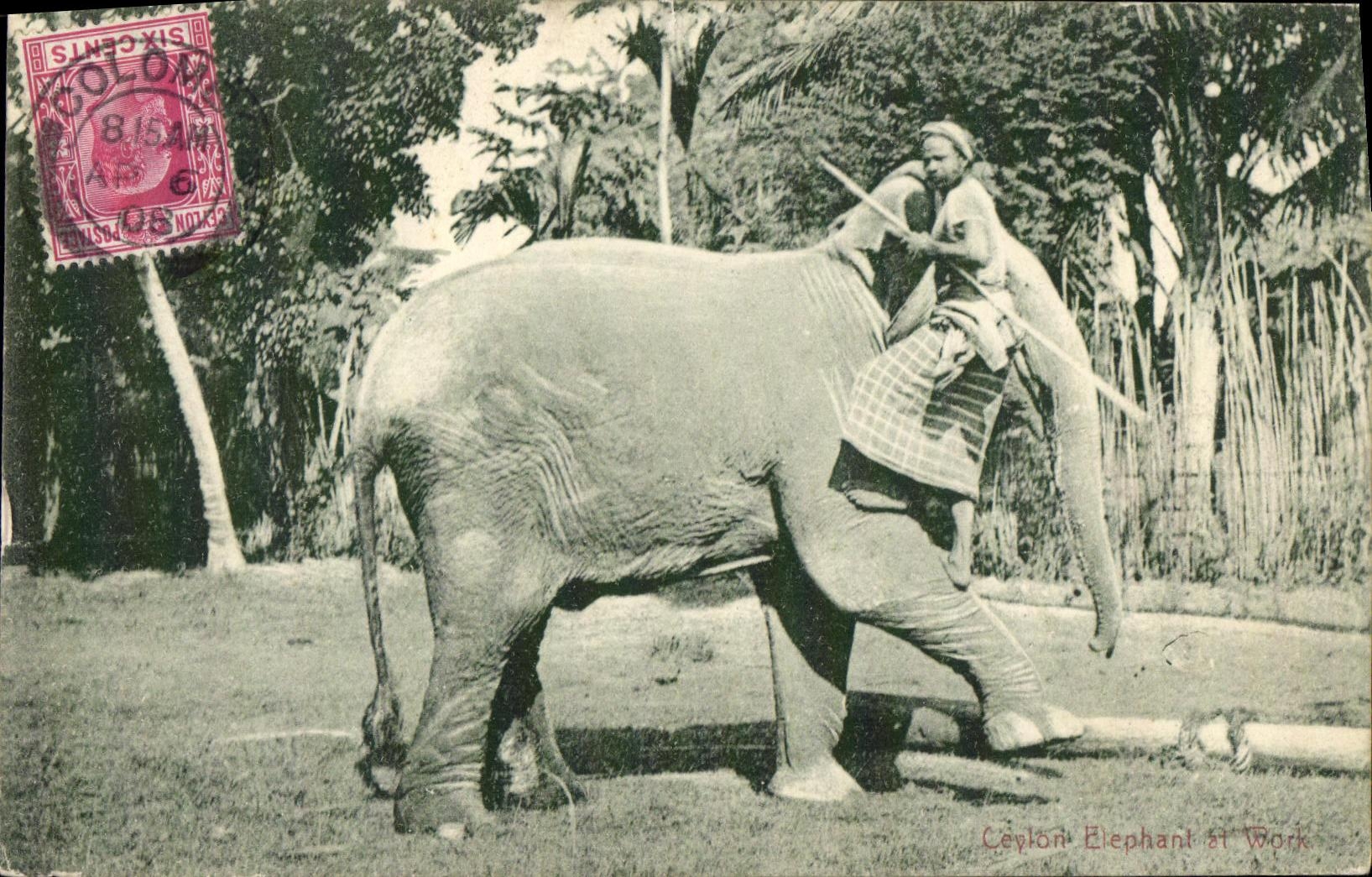 VINTAGE POSTCARD Ceylon Elephant At work