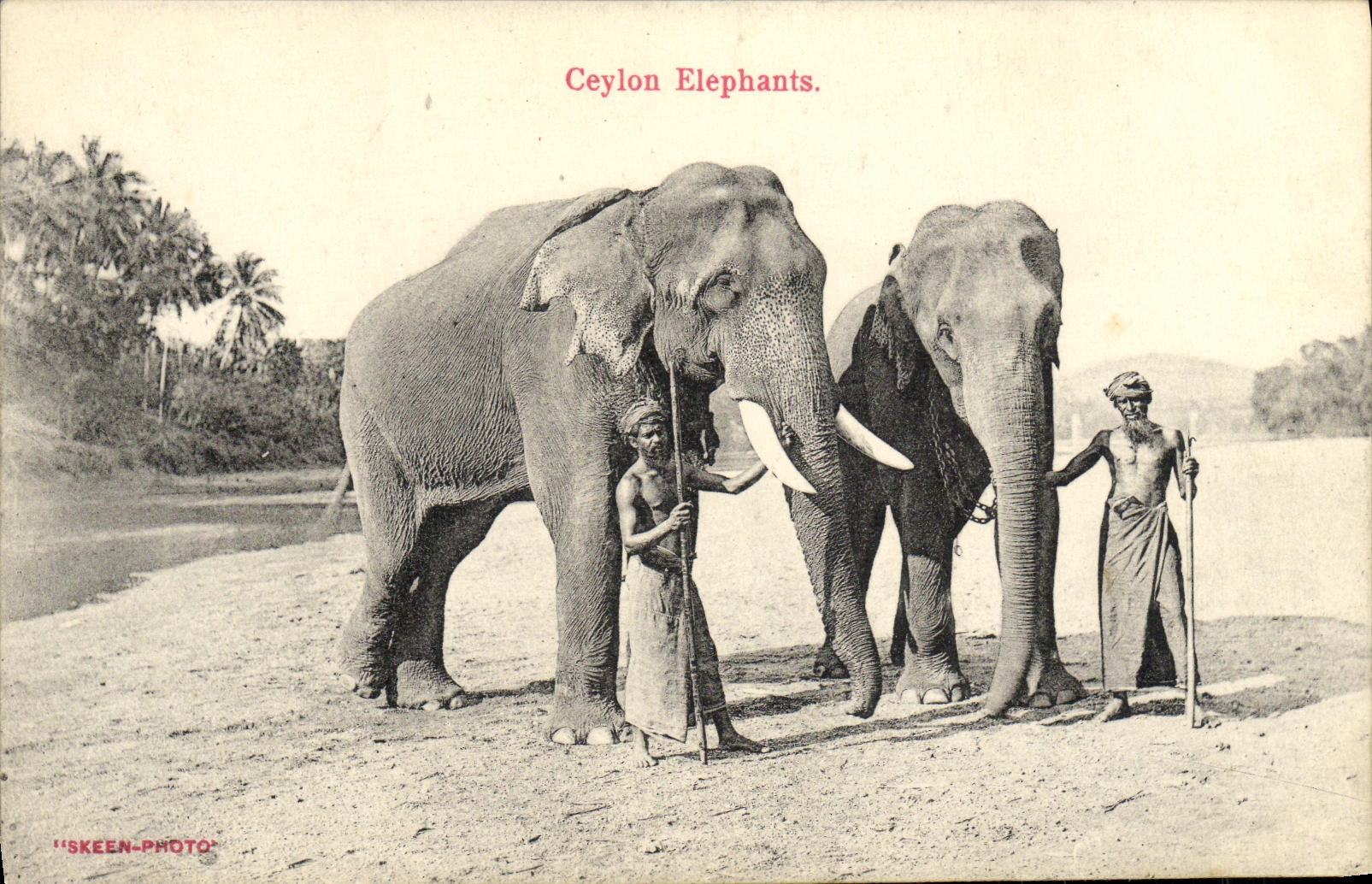CPA Ceylon Elephants 