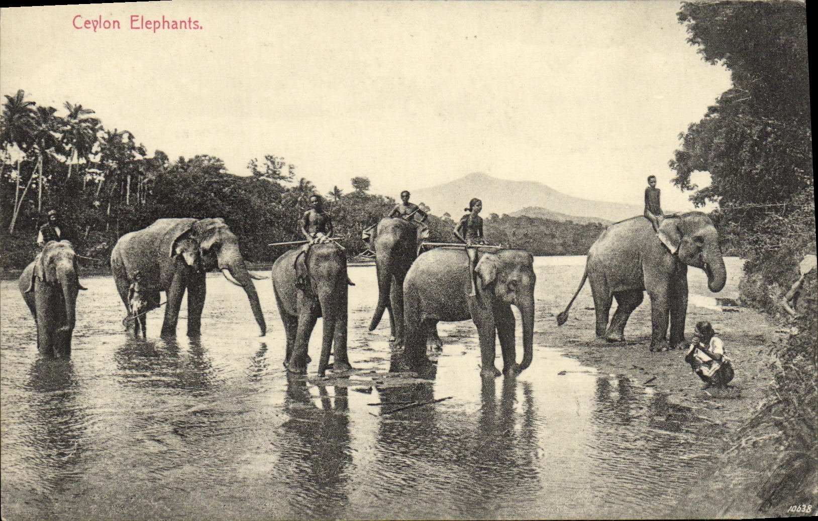 CPA Ceylon Elephants 