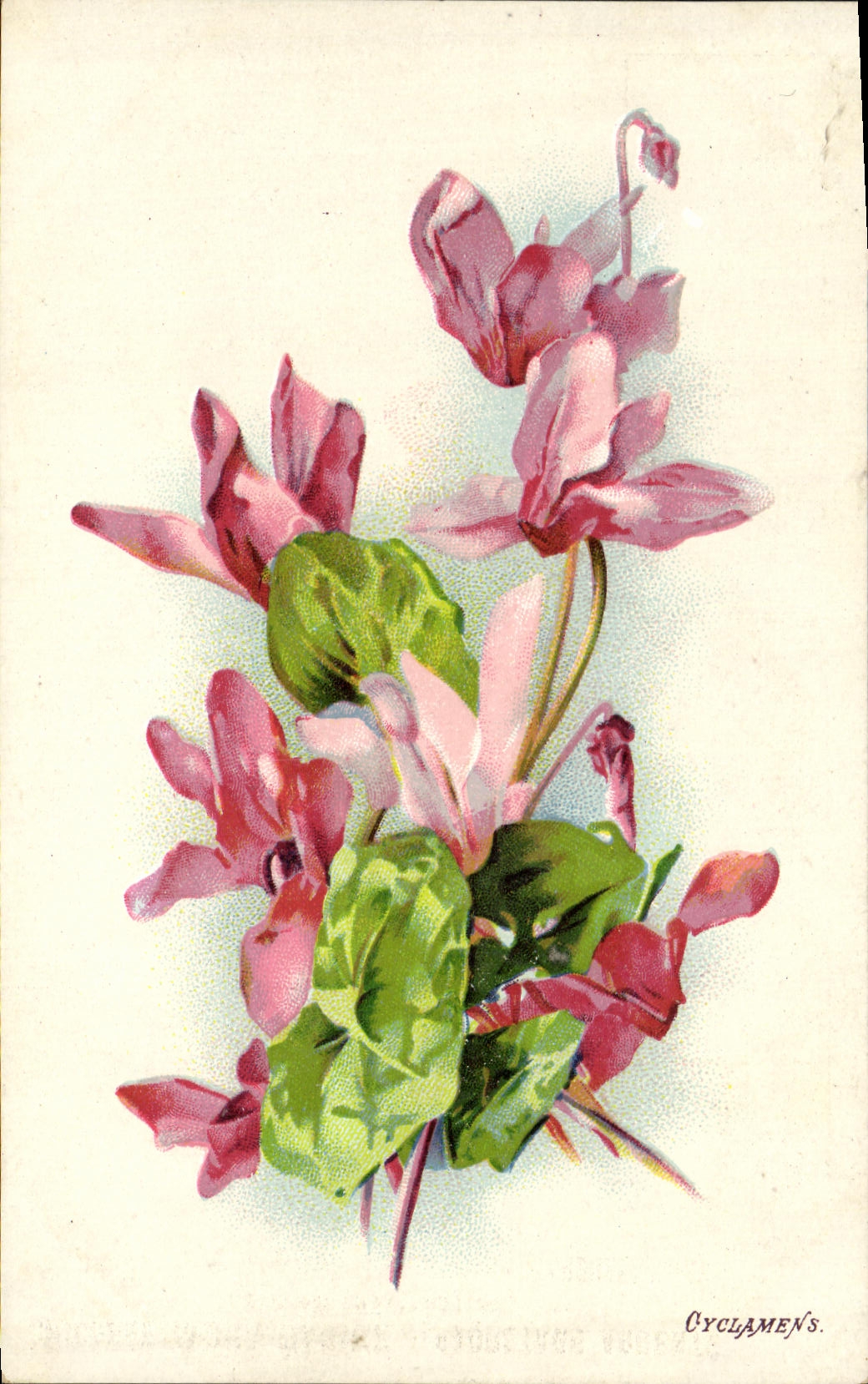 CPA Fantaisie Fleurs Cyclamens