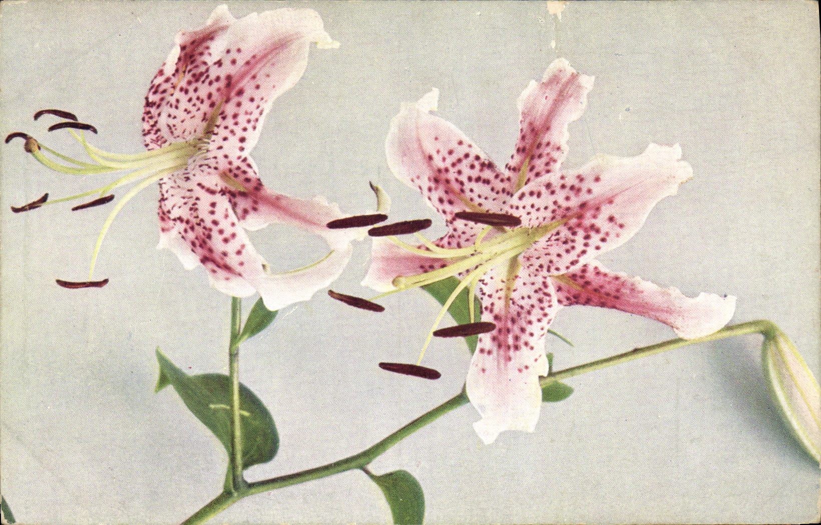 CPA Fantaisie Fleurs 