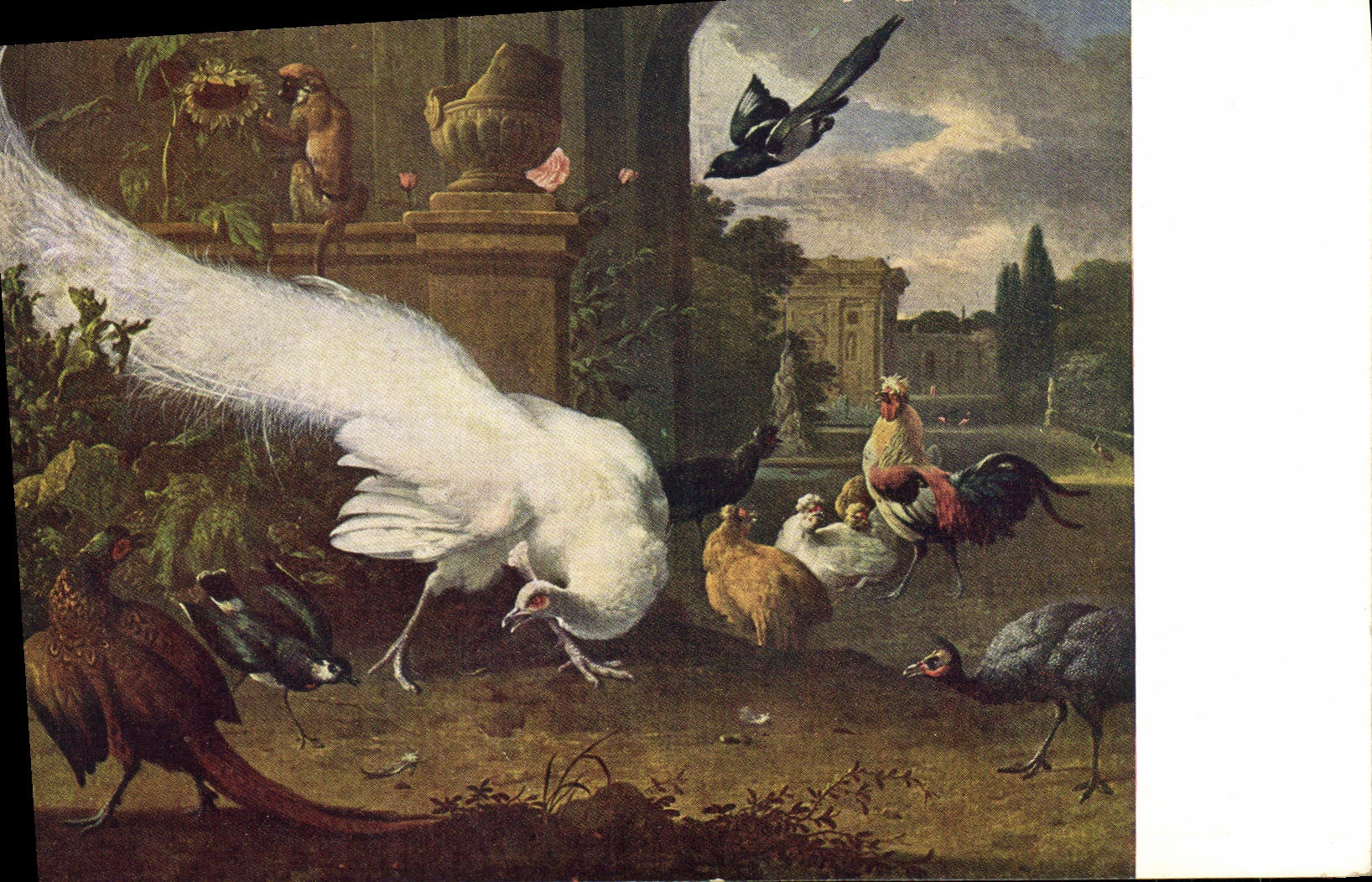 VINTAGE POSTCARD DER weise Pfau Julius Hand-barrow Berlin D' Hondecoeter