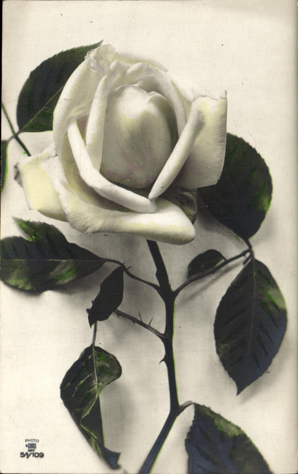 CPA Fantaisie Fleurs Roses