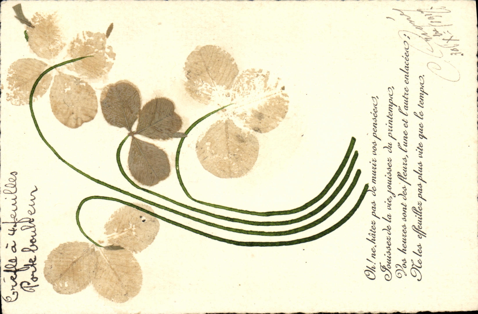 CPA Fantaisie Fleurs sechees