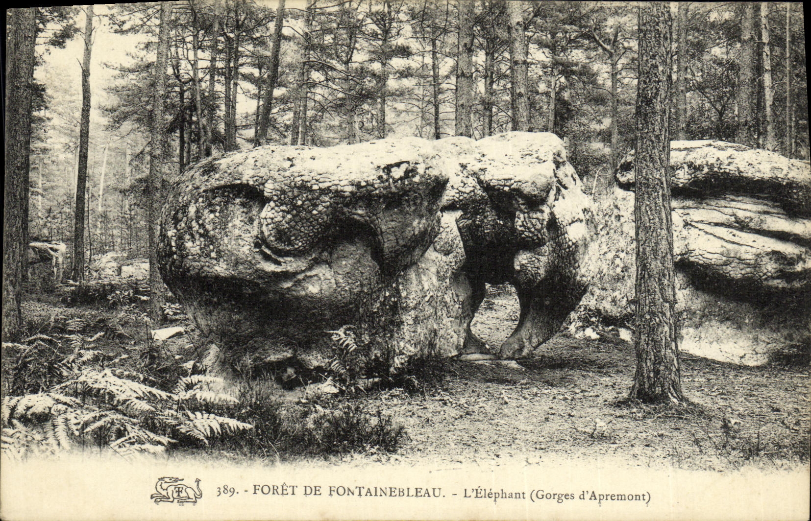 CPA Foret De Fontainebleau L'Elephant Gorges d'Apremont 