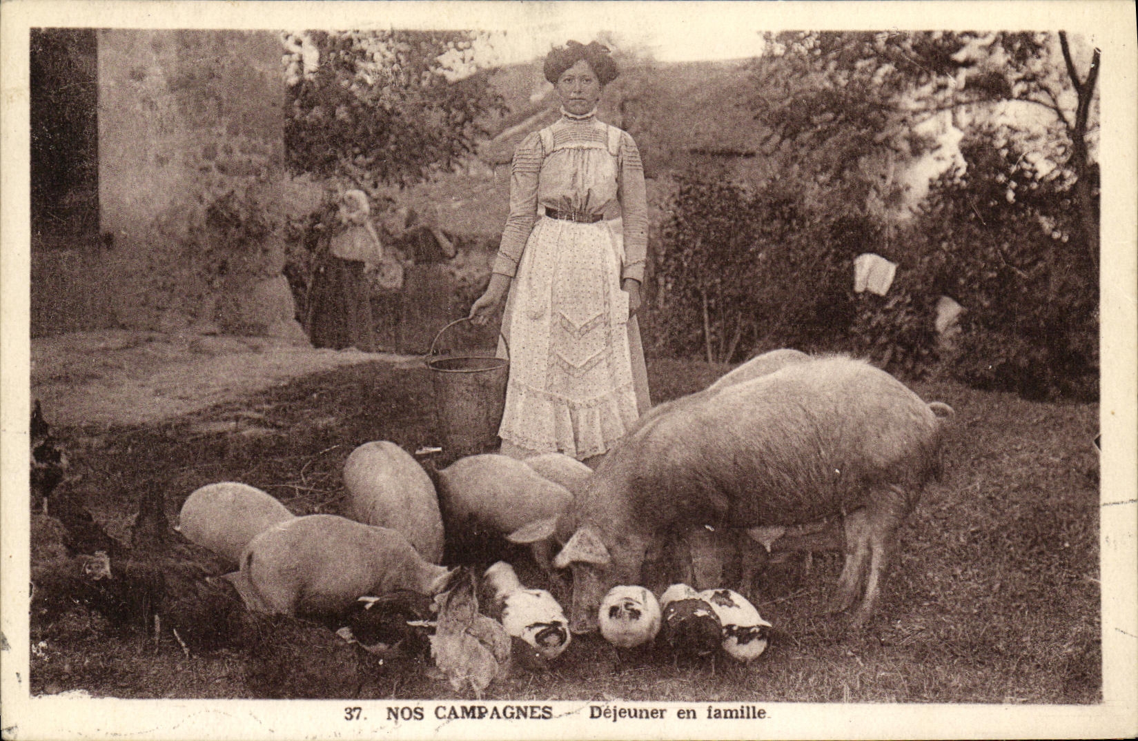 VINTAGE POSTCARD Our Campaigns Lunch in family Pig Sow Pig