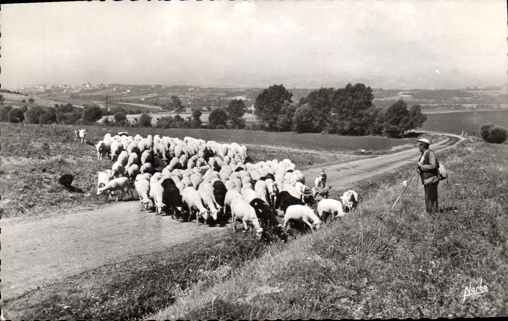 MODERN CARD Herd Of Sheep with its shepherd