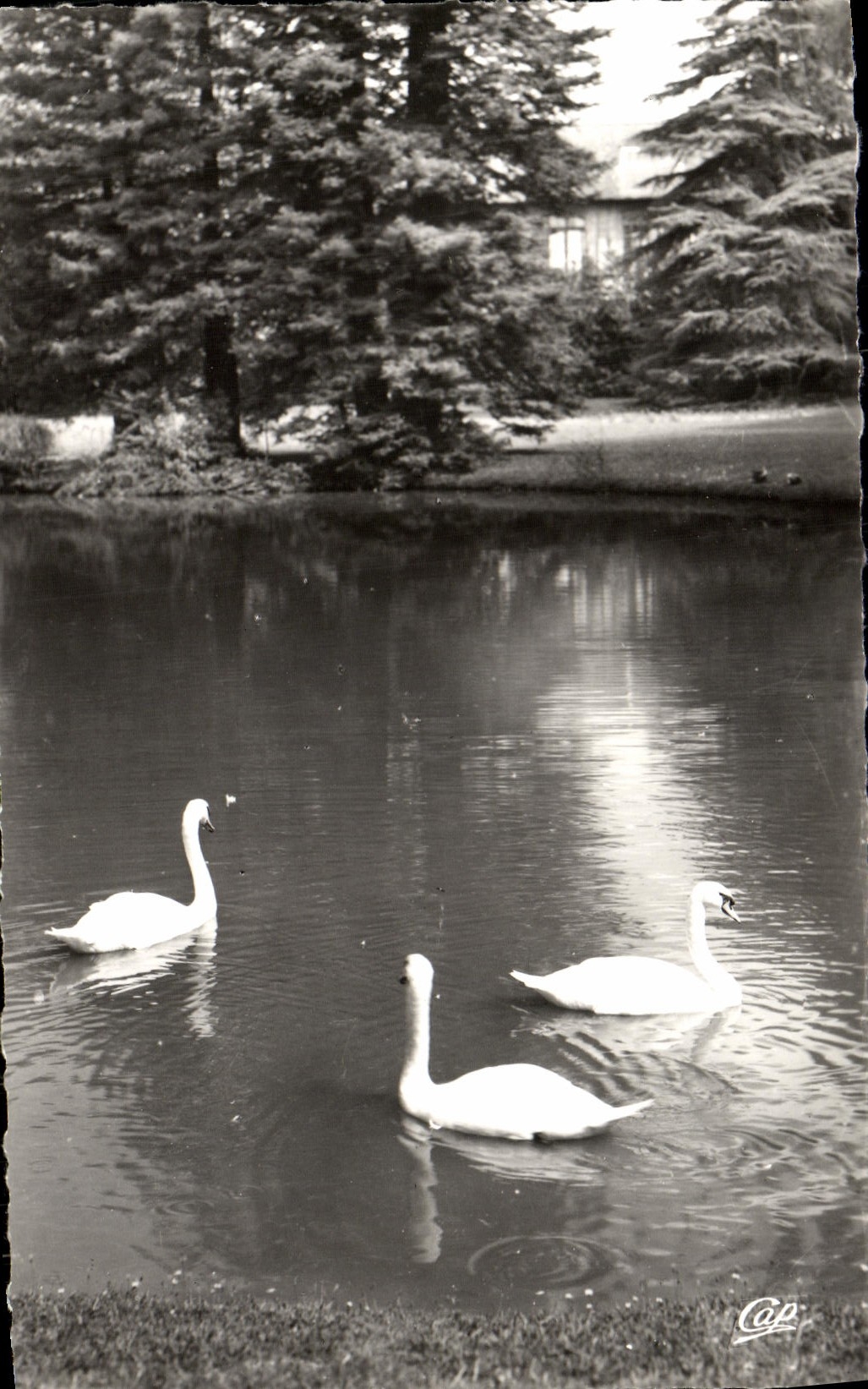 MODERN CARD Pau Beaumont Park Swans Of the Basin