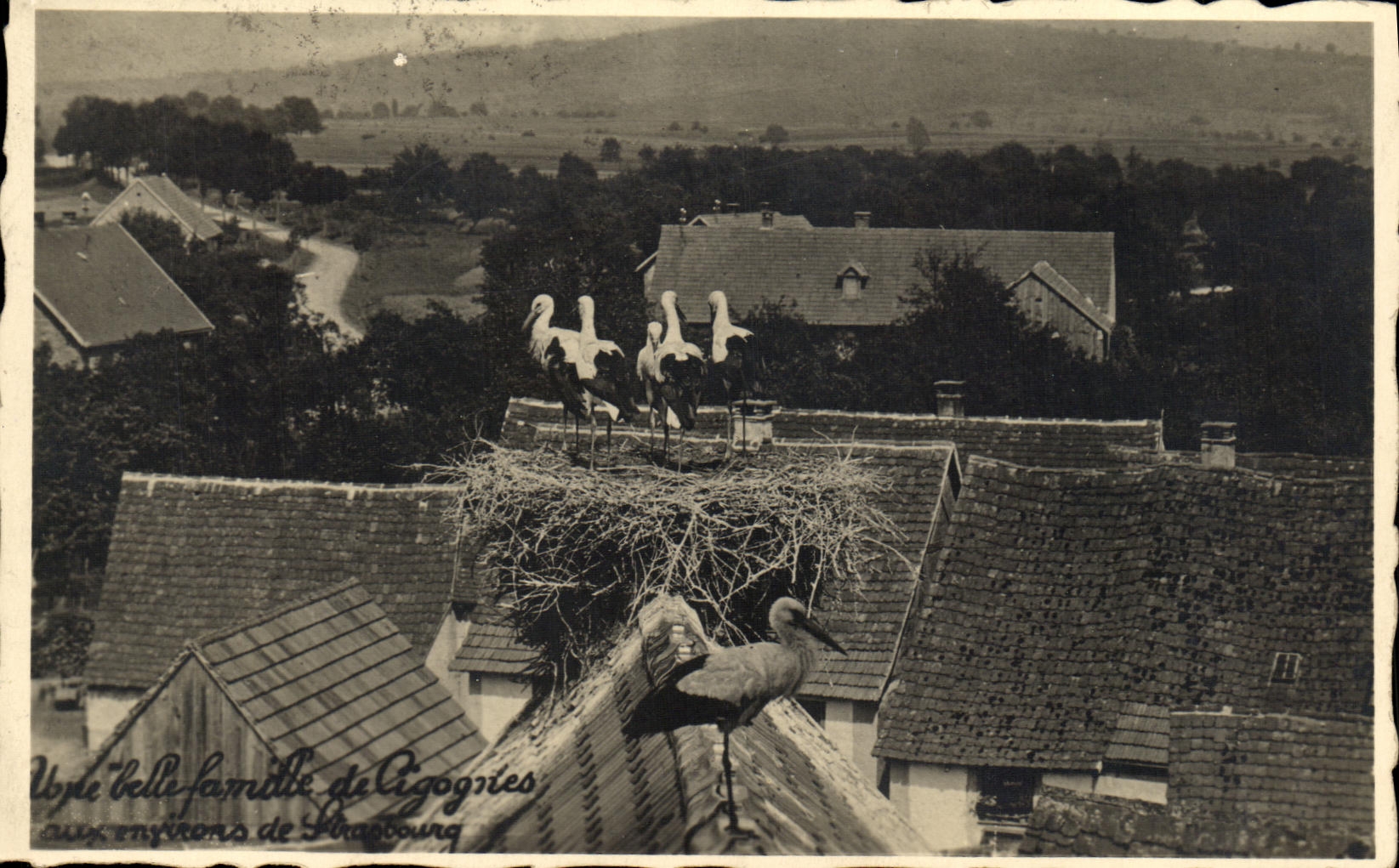 VINTAGE POSTCARD a beautiful family of storks around Strasbourg