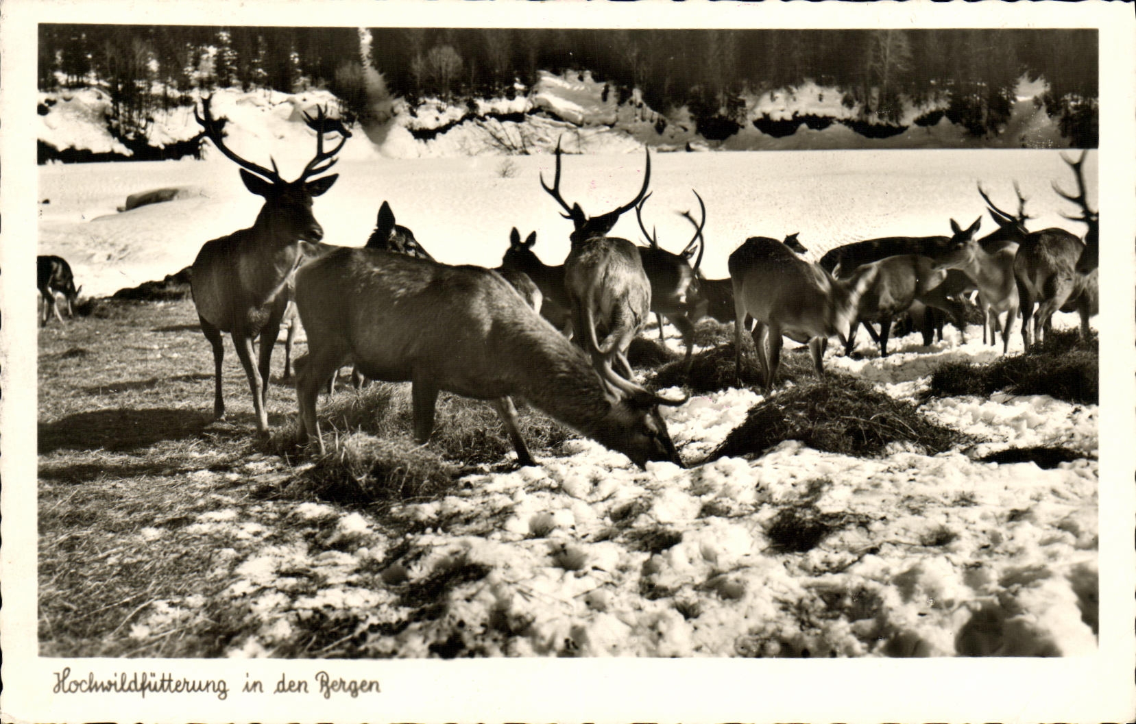 VINTAGE POSTCARD Rennes In Der Bergan