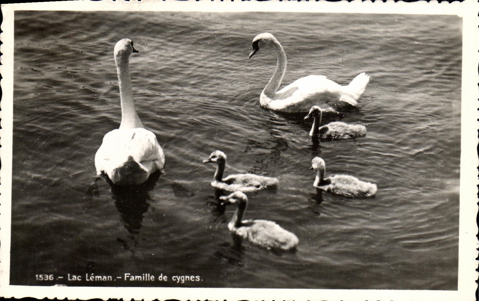 MODERN CARD Lake Leman Family Of Swans
