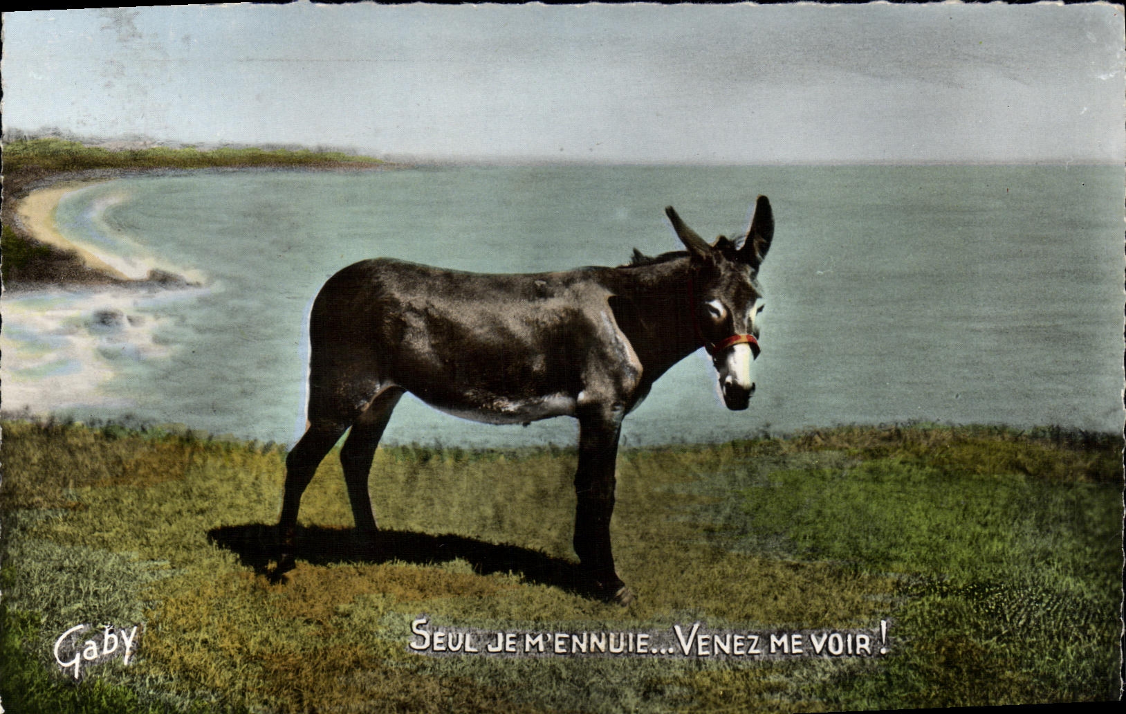 Seul POSTAL MODERNA me aburren vengo me veo mula del asno