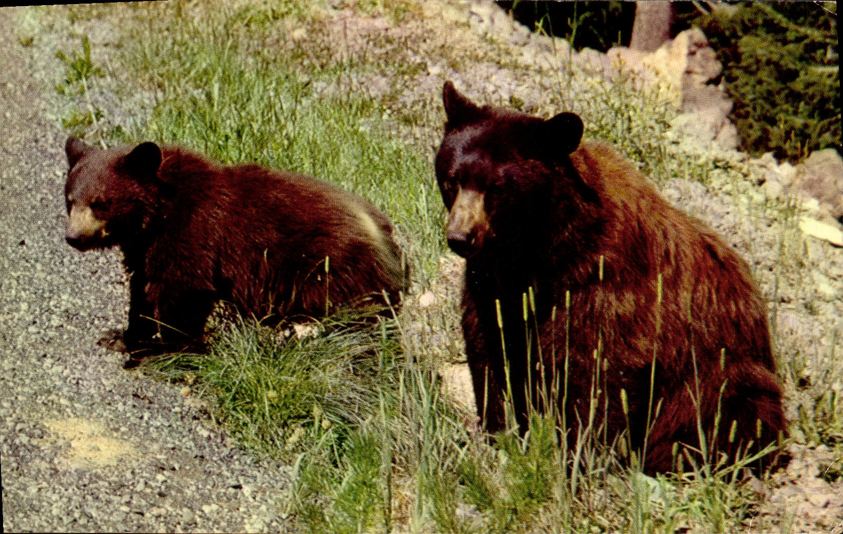 CPM American Black Bear