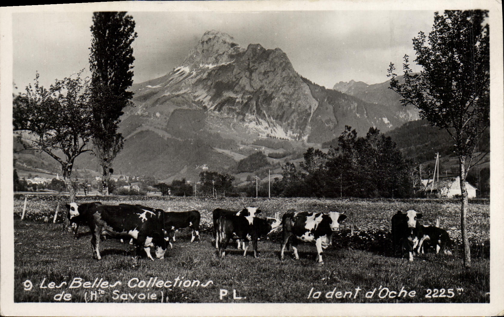 CPA Les Belles Collections De La Dent D'Oche Vaches