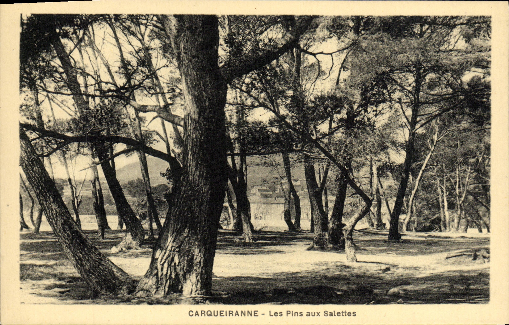 CPA Carqueiranne Les Pins Aux Salettes