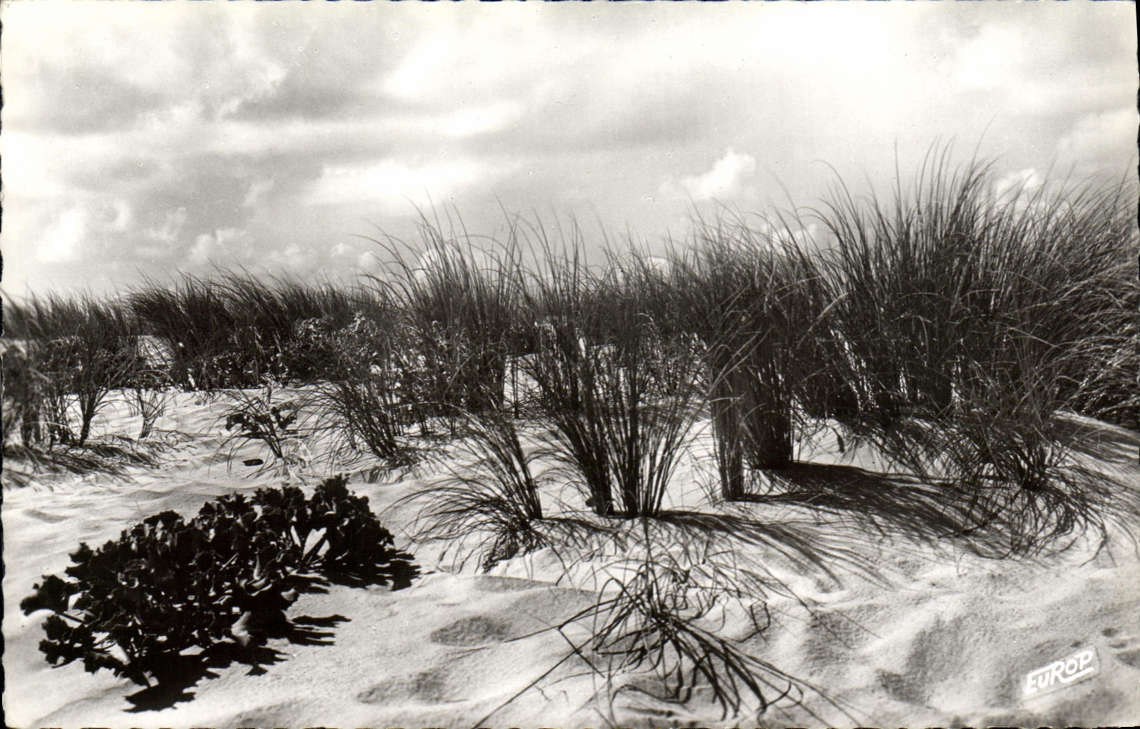 MODERN CARD Evening Of Storm On the Dune