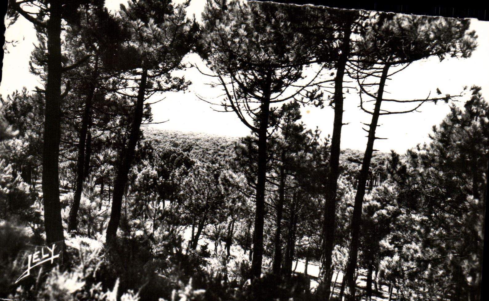 CPM Foret De St Jean De Monts