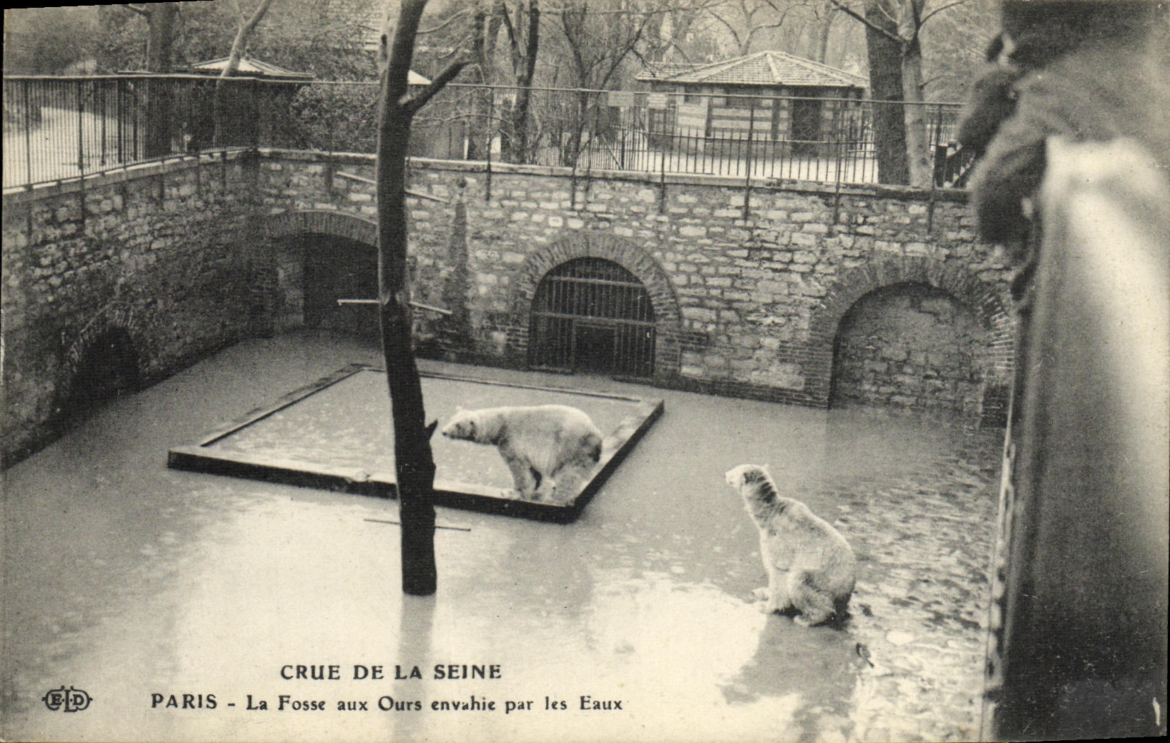 VINTAGE POSTCARD Believed Of the Seine Paris the Bear pit Invaded By Water Zoo