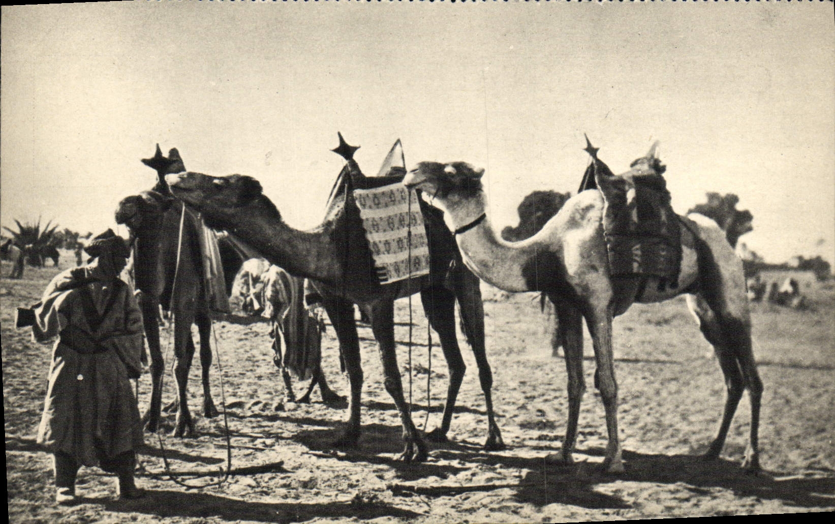MODERN CARD Militaria In the Sahara Camel