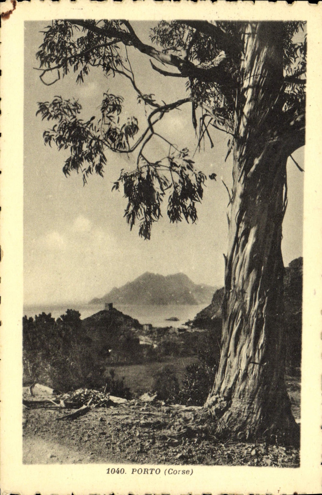 POSTAL Córcega Oporto Córcega de la VENDIMIA