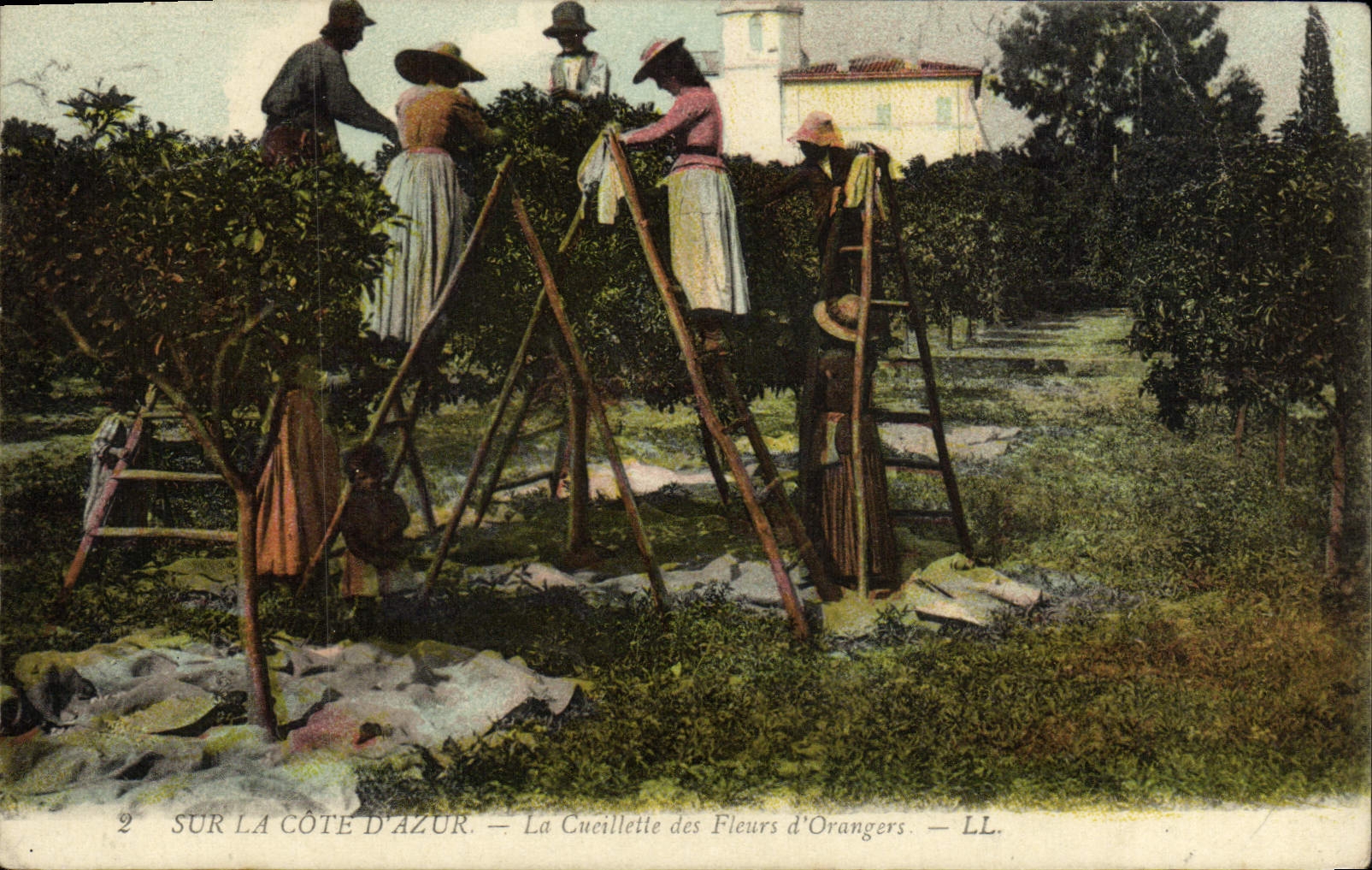 CPA Sur la Cote d'Azur La cueillette des fleurs d'orangers Folklore