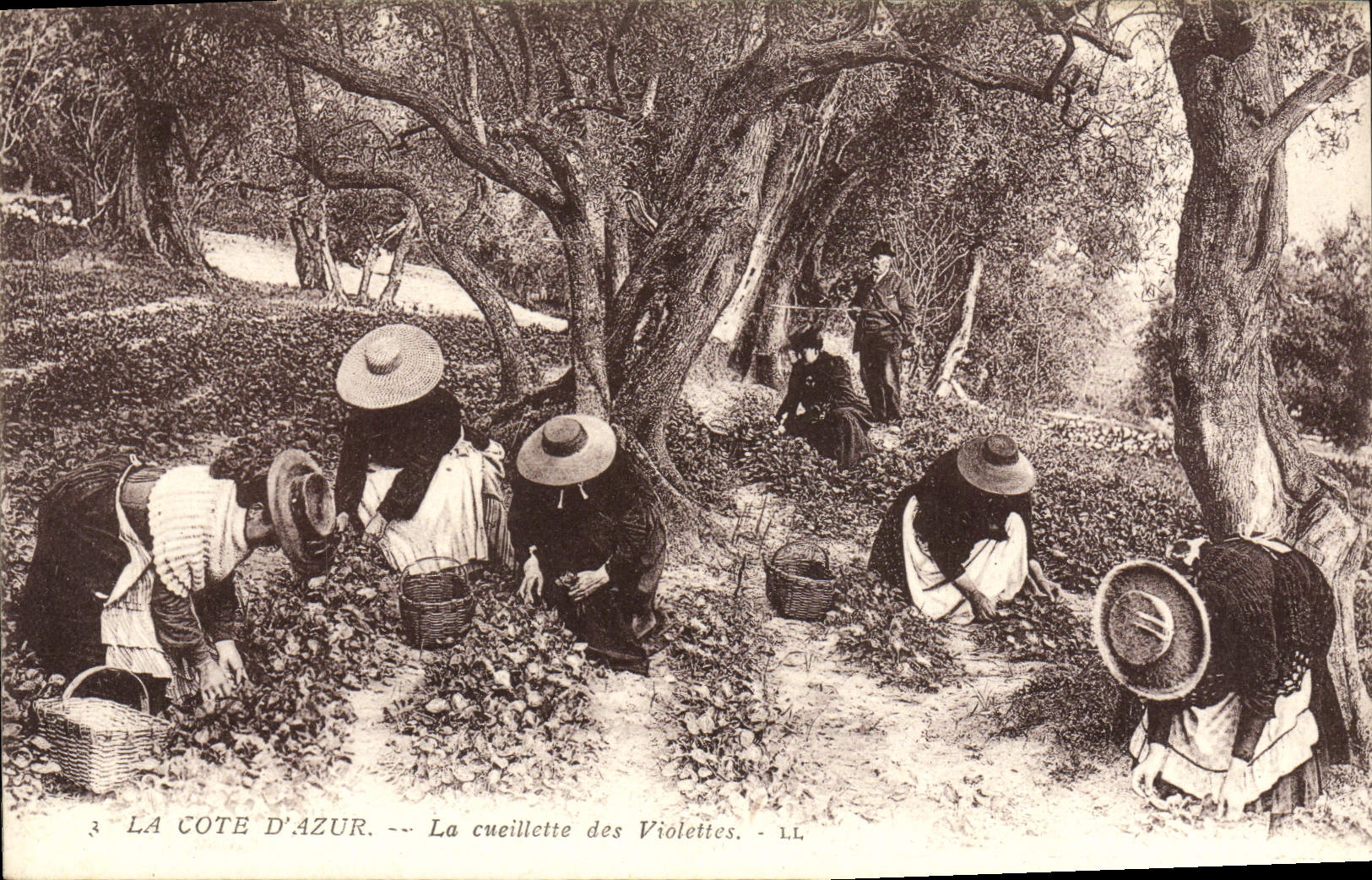 POSTAL de la VENDIMIA la dimensión del azul la reunión de las violetas