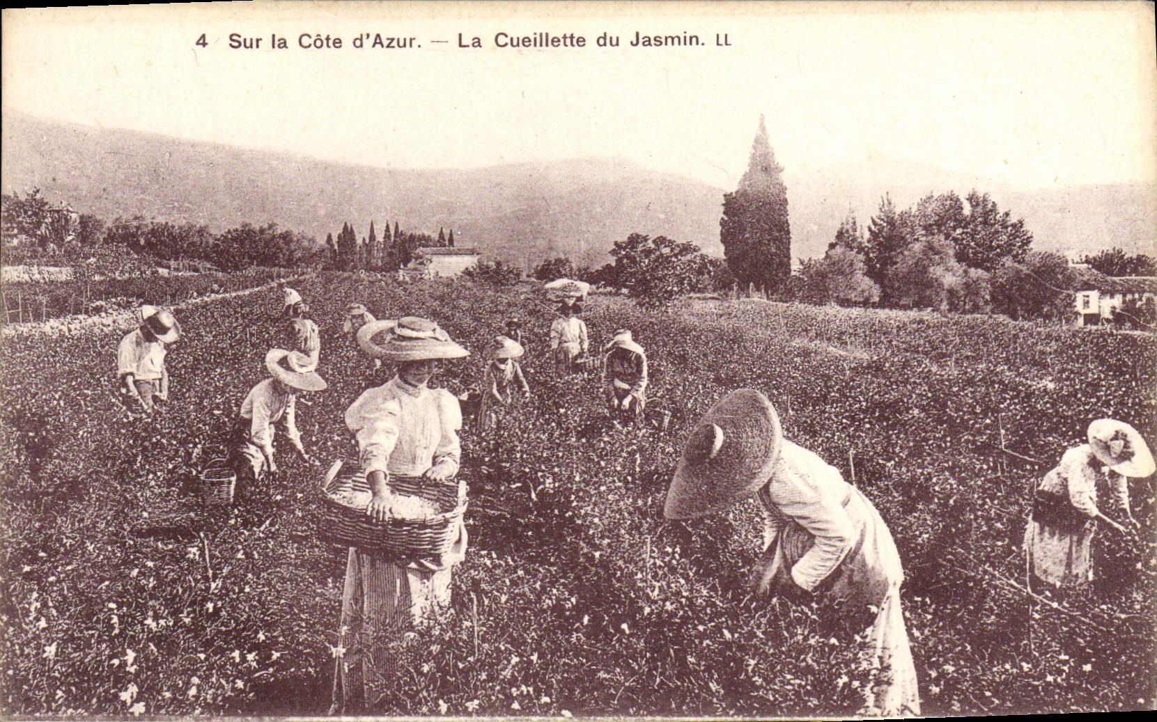 VINTAGE POSTCARD On the Dimension of Azure the Gathering of the Jasmine