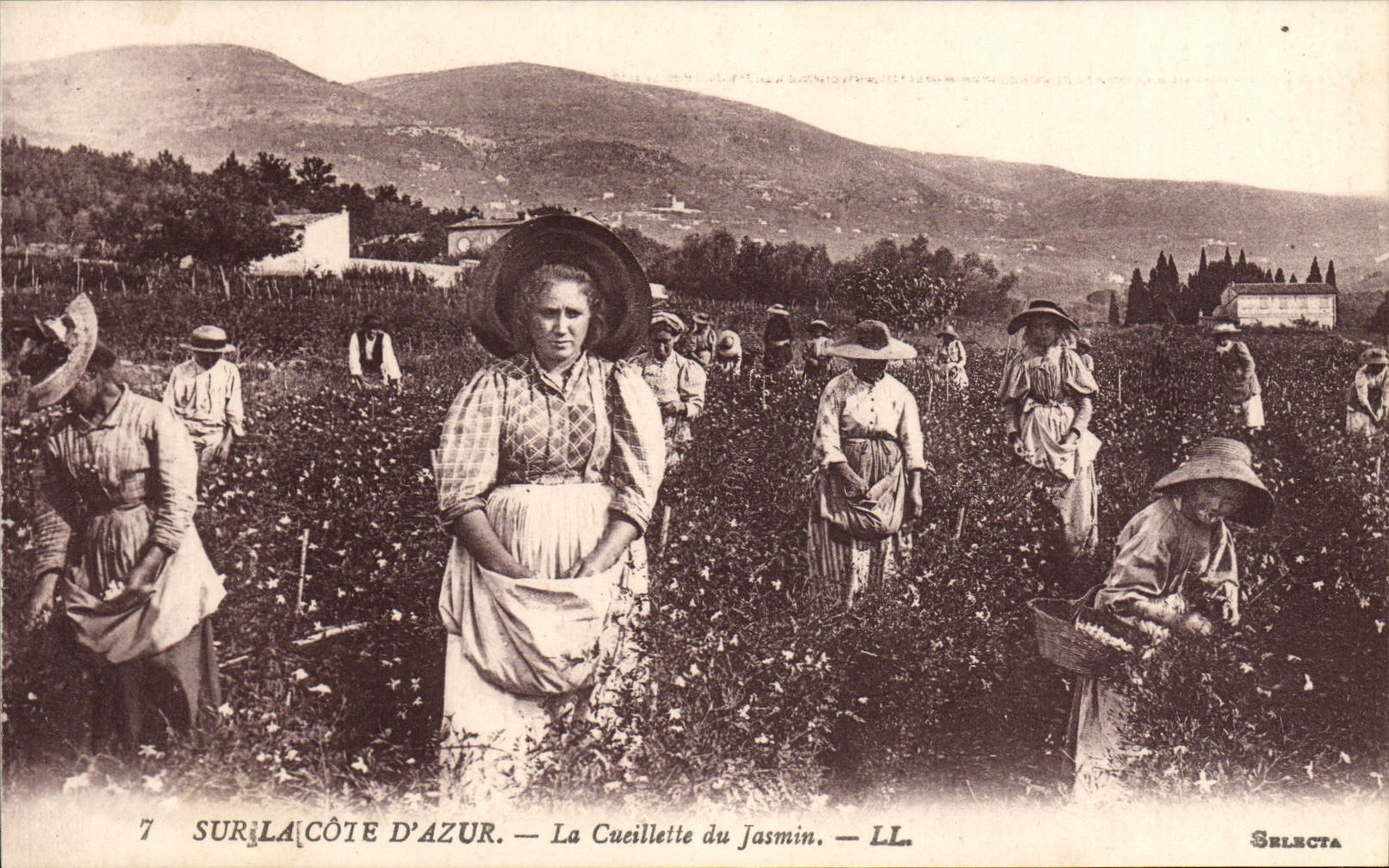 CPA Sur La Cote d'Azur La Cueillette du Jasmin