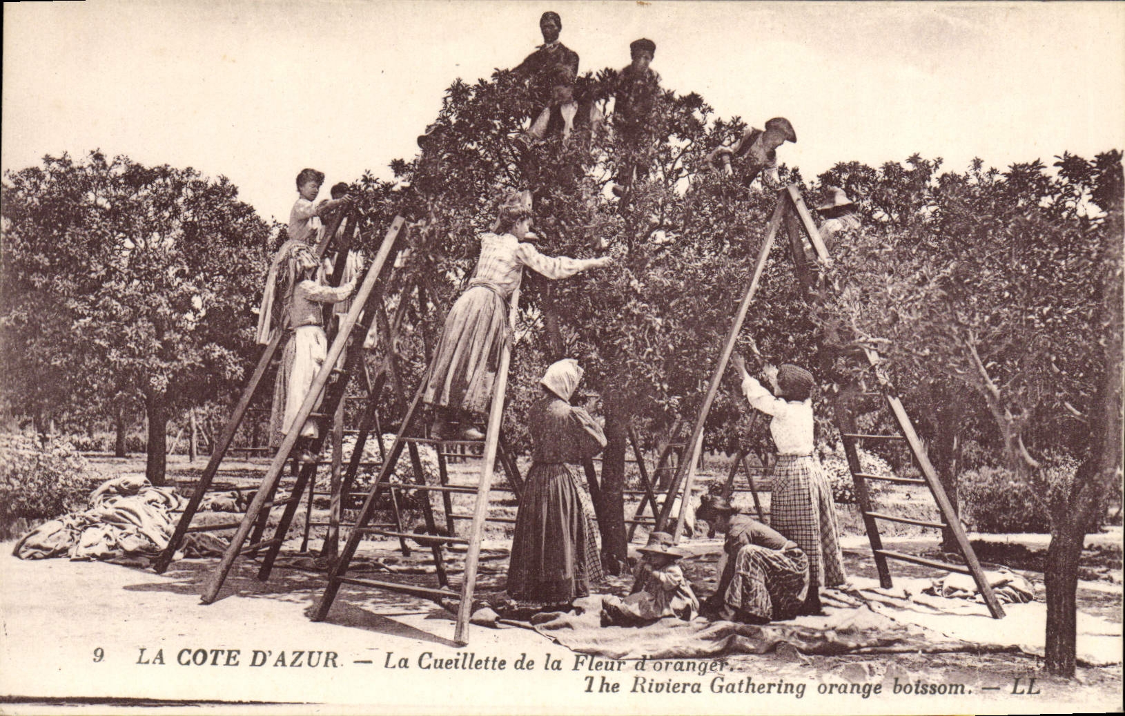 CPA La Cote d'Azur La Cueillette de la Fleur d'orange