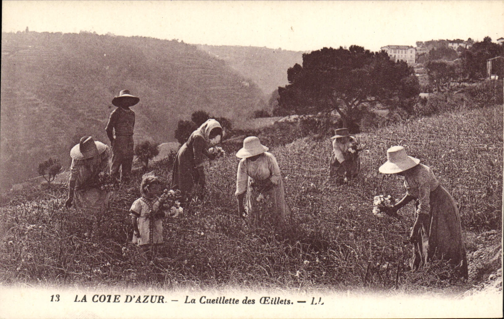 CPA La Cote d'Azur La Cueillette des Oeillets