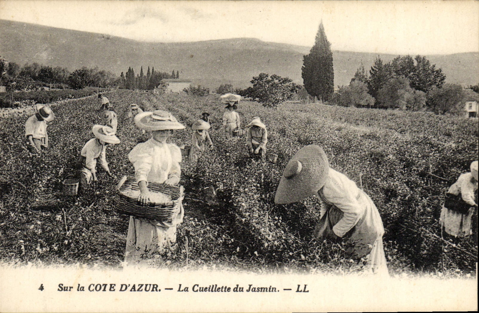 CPA Sur La Cote d'Azur La Cueillette du Jasmin