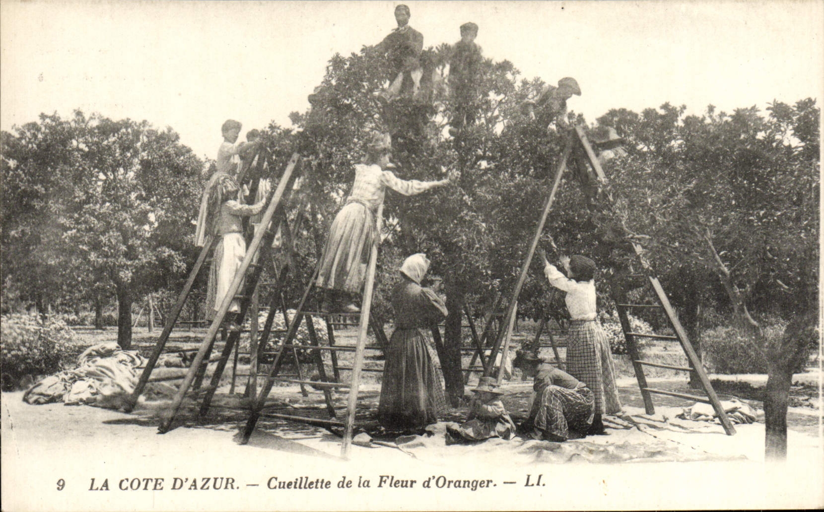 CPA La Cote d'Azur Cueillette de la Fleur d'Oranger