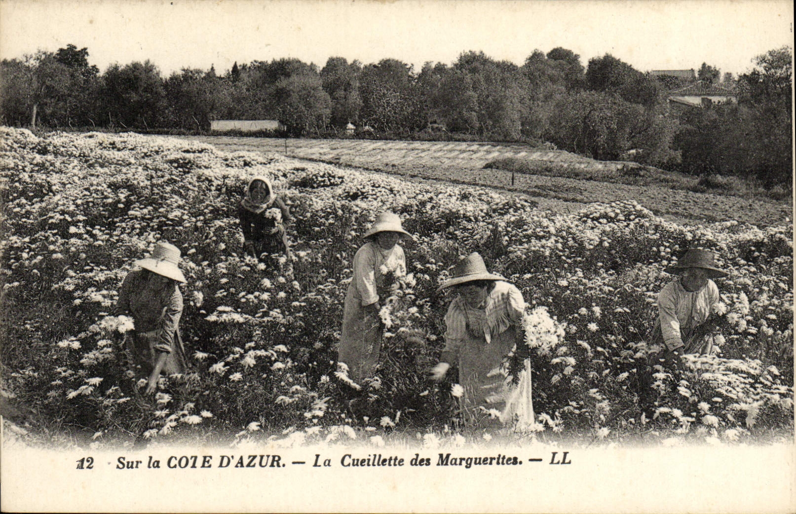 VINTAGE POSTCARD On the Dimension of Azure the Gathering of Marguerttes