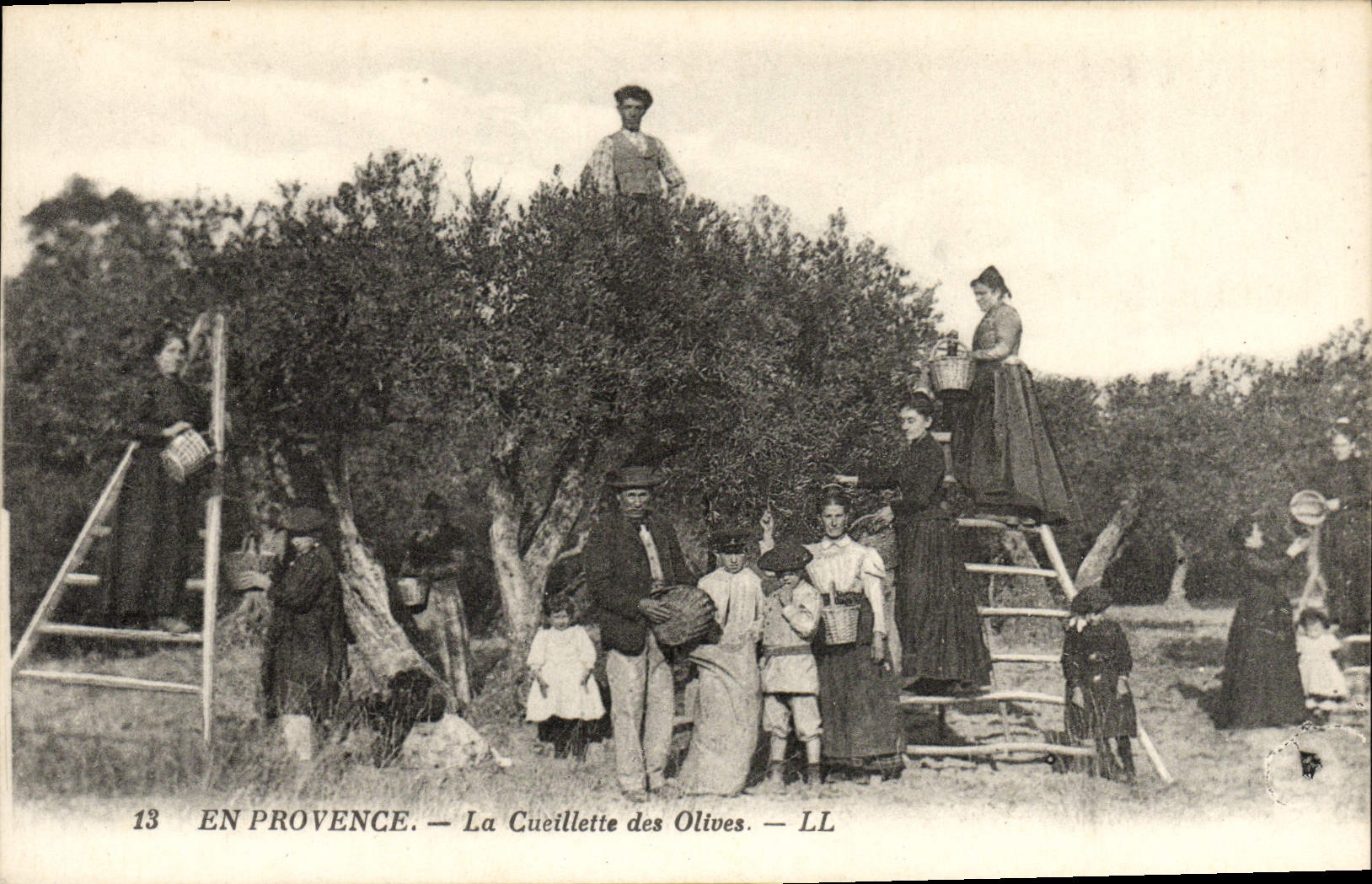 VINTAGE POSTCARD In Provence the Gathering of Olives