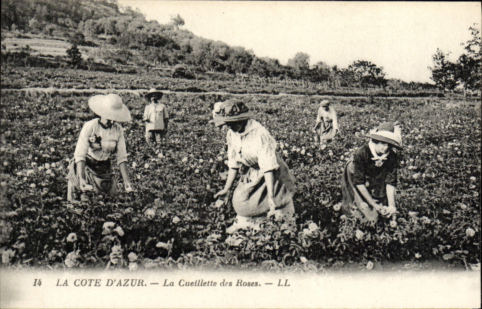VINTAGE POSTCARD the Dimension of Azure the Gathering of the Roses