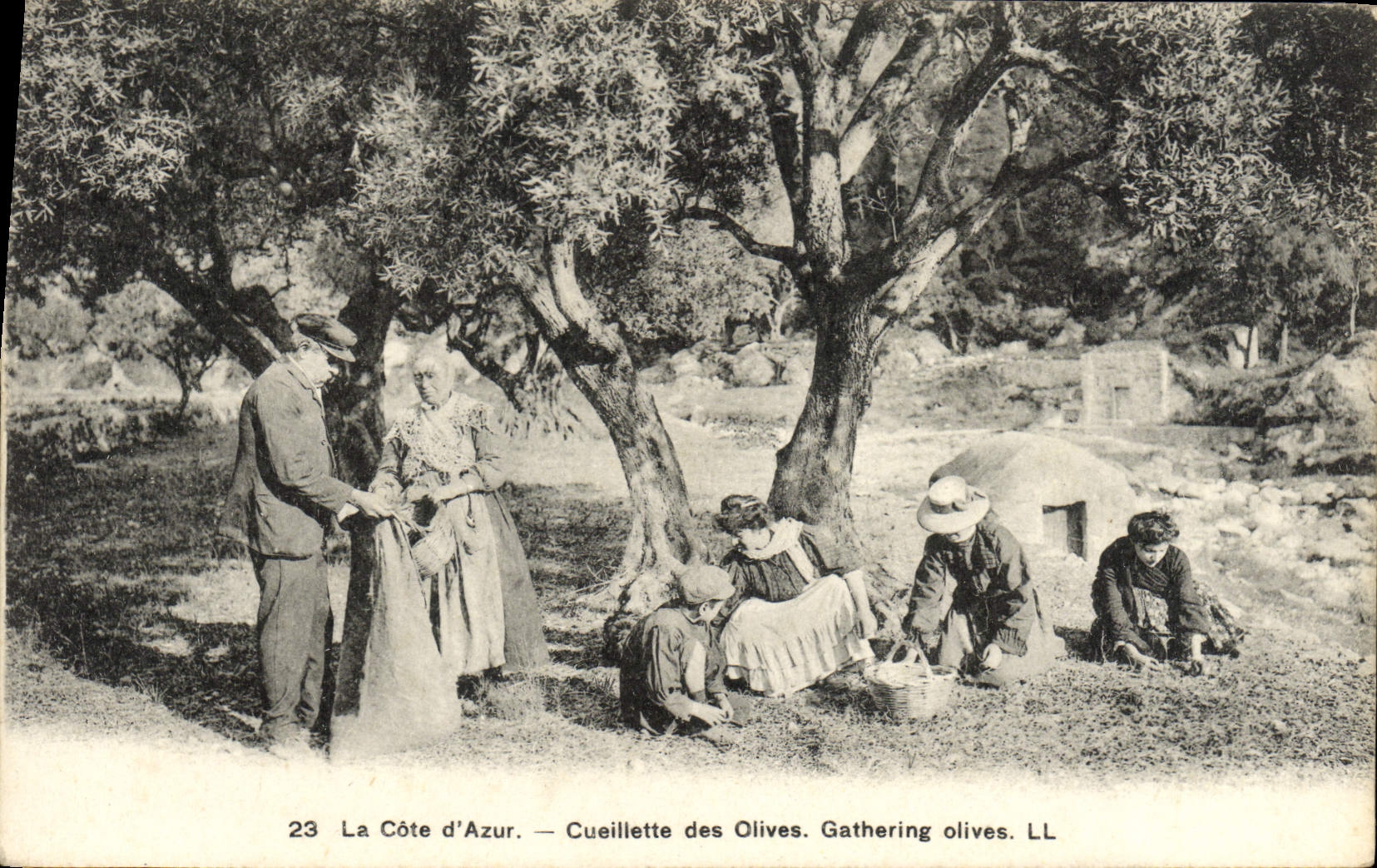 VINTAGE POSTCARD the Dimension of Azure Gathering of Olives