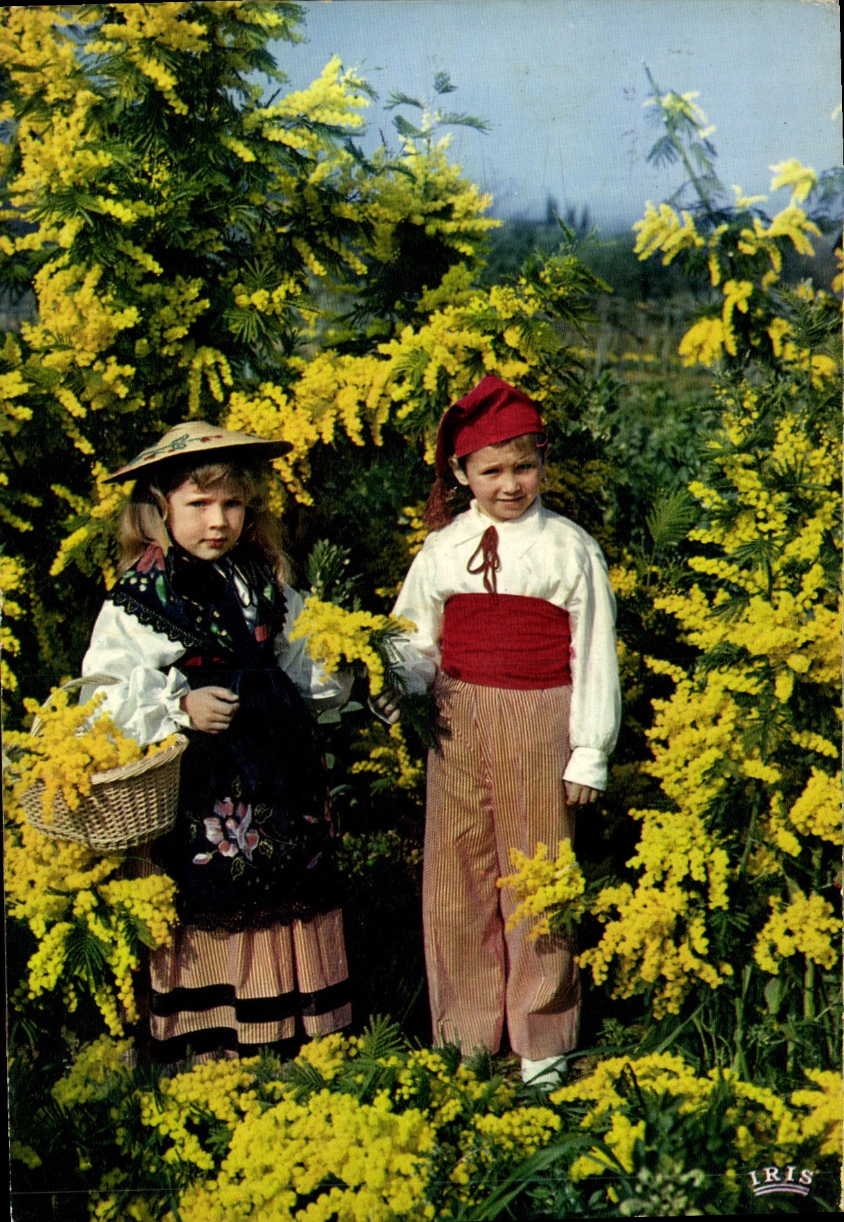 MODERN CARD the Dimension of Azure In the Mimosas Children