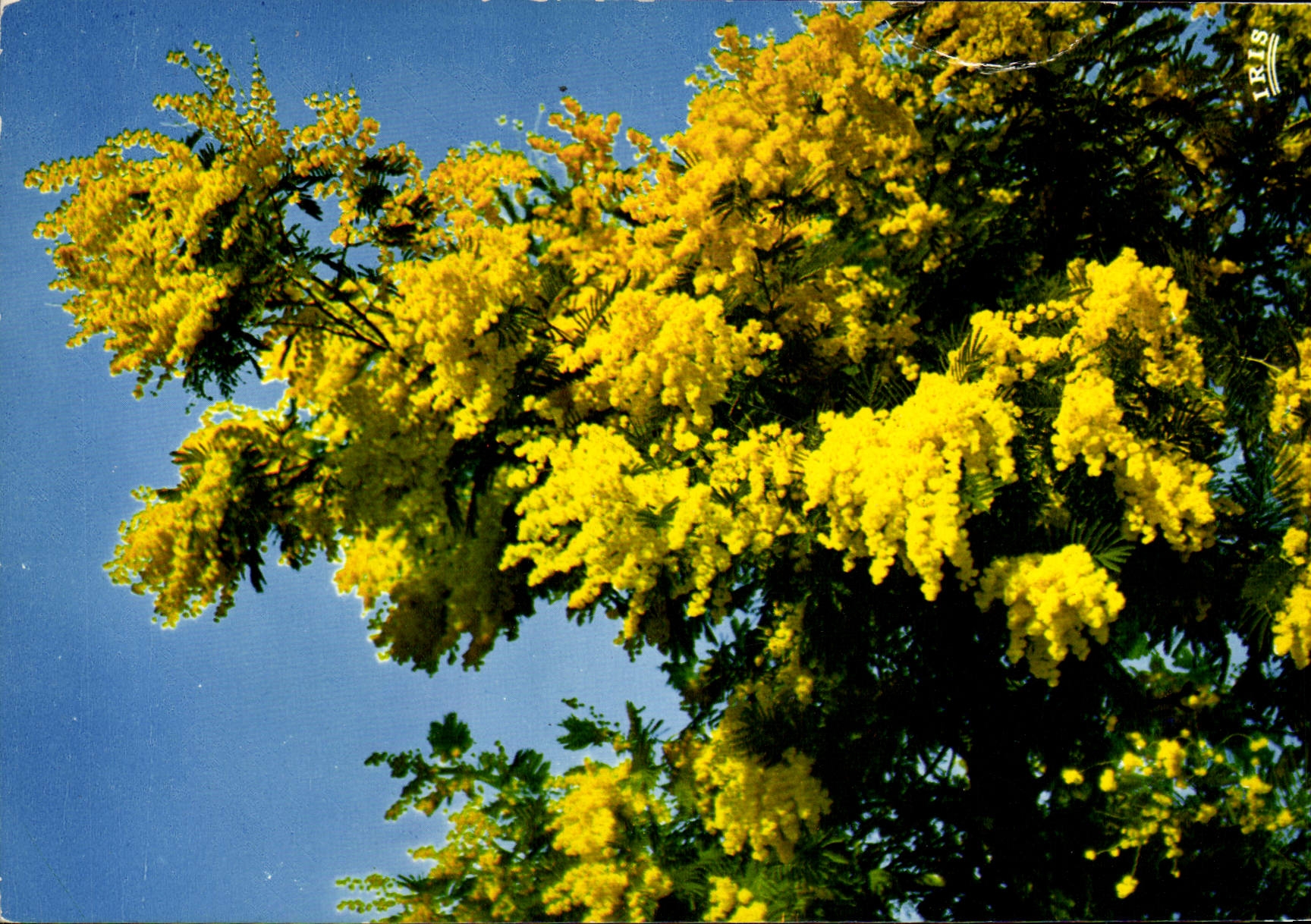POSTAL MODERNA flores de la dimensión de los Mimosas azules