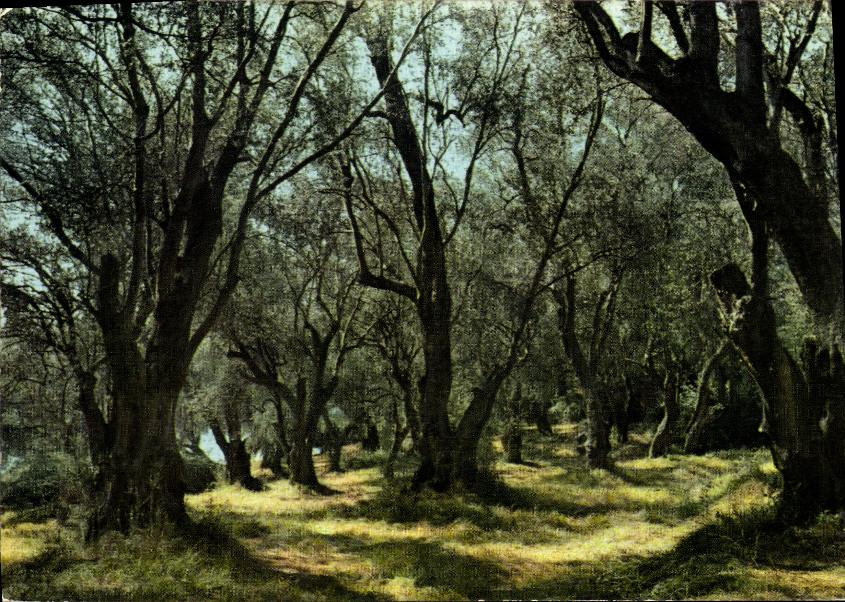 POSTAL MODERNA dimensión de los campos azules de aceituna-árboles